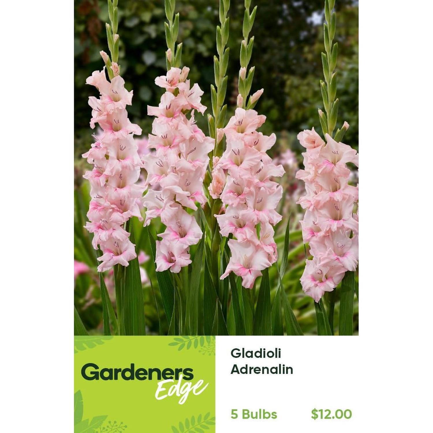 Gladioli Adrenalin Pack of 5