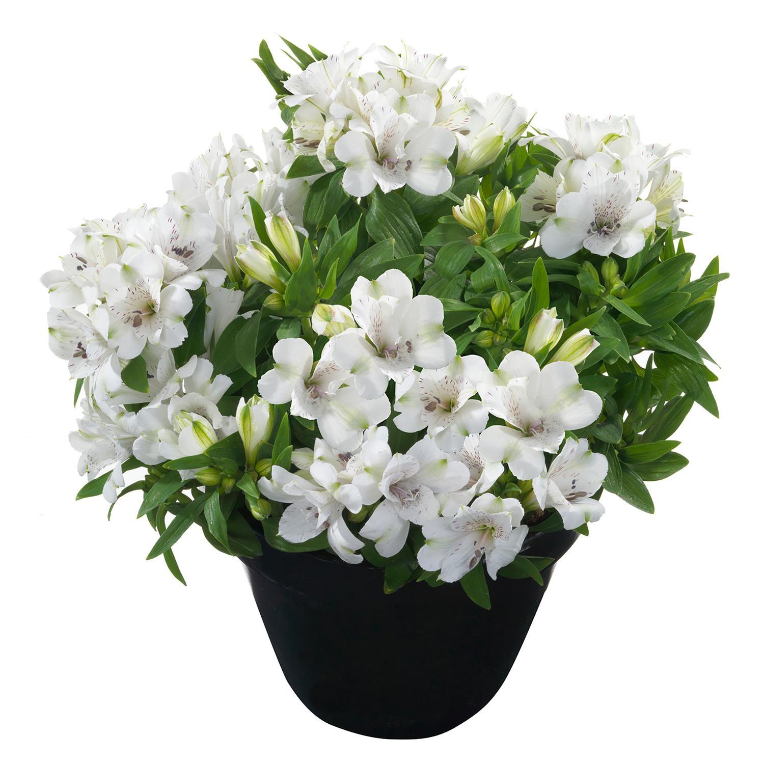 Alstroemeria Magic White