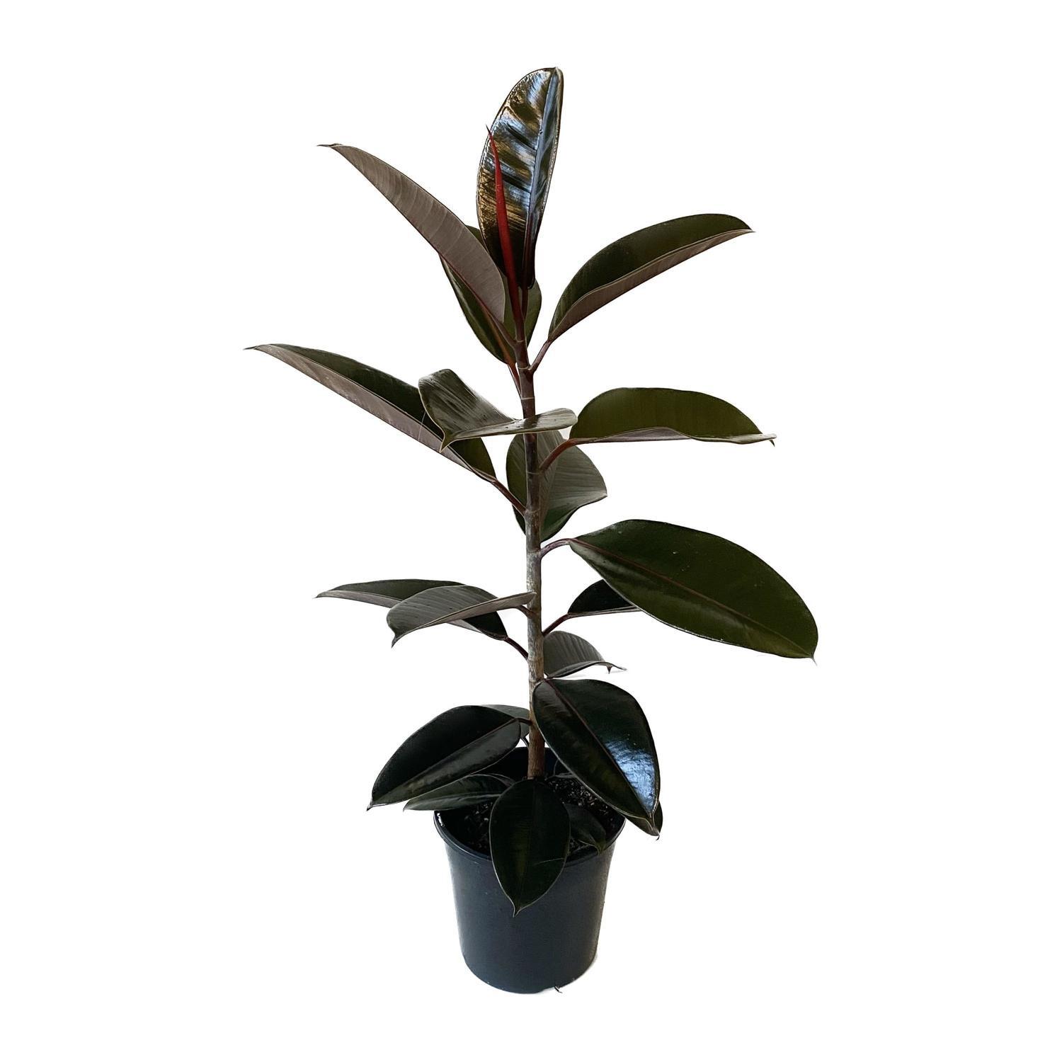 Ficus Black Knight 20cm