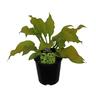 Hosta Sun Power