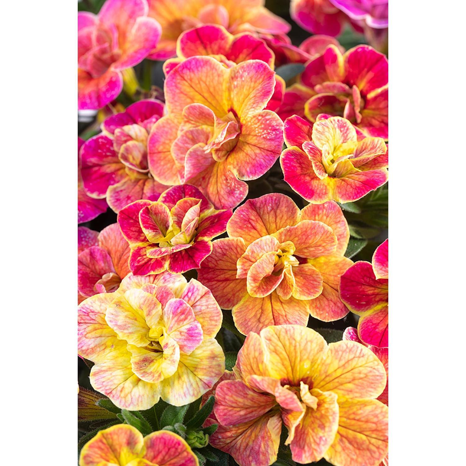 Calibrachoa Chameleon Desert Rose 1.5 litre