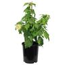 Abutilon Cream Delight 2.5 litre