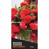 Begonia Fragrant 'Red Sunset'