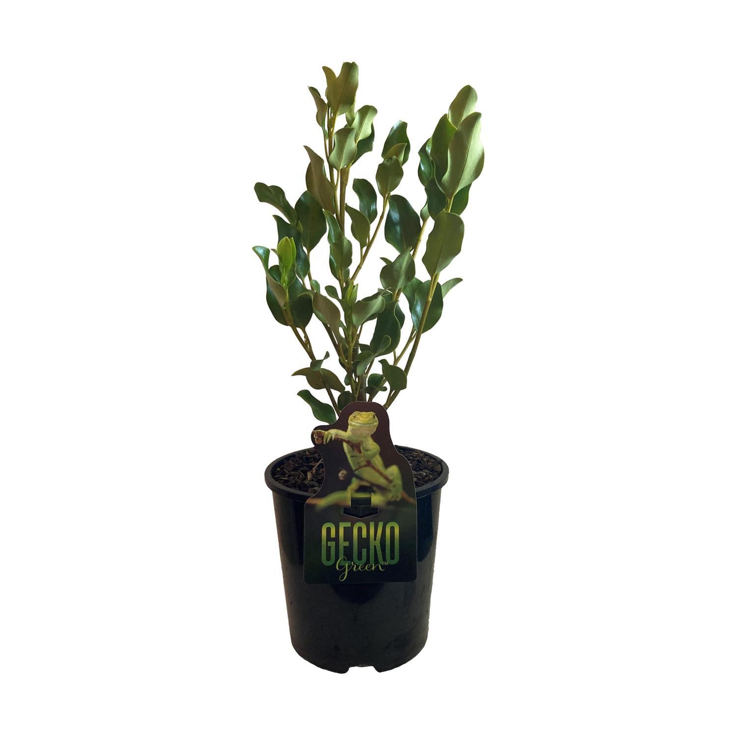 Griselinia Gecko Green