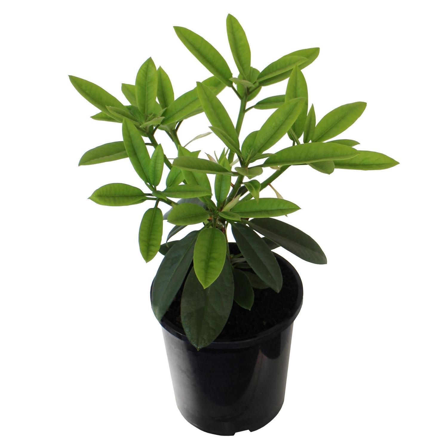 Rhododendron Pawhuska