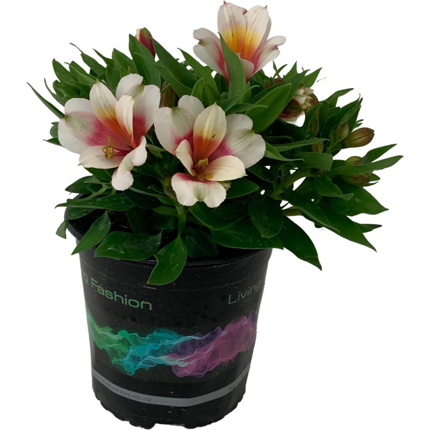 Alstroemeria Inca Lucky