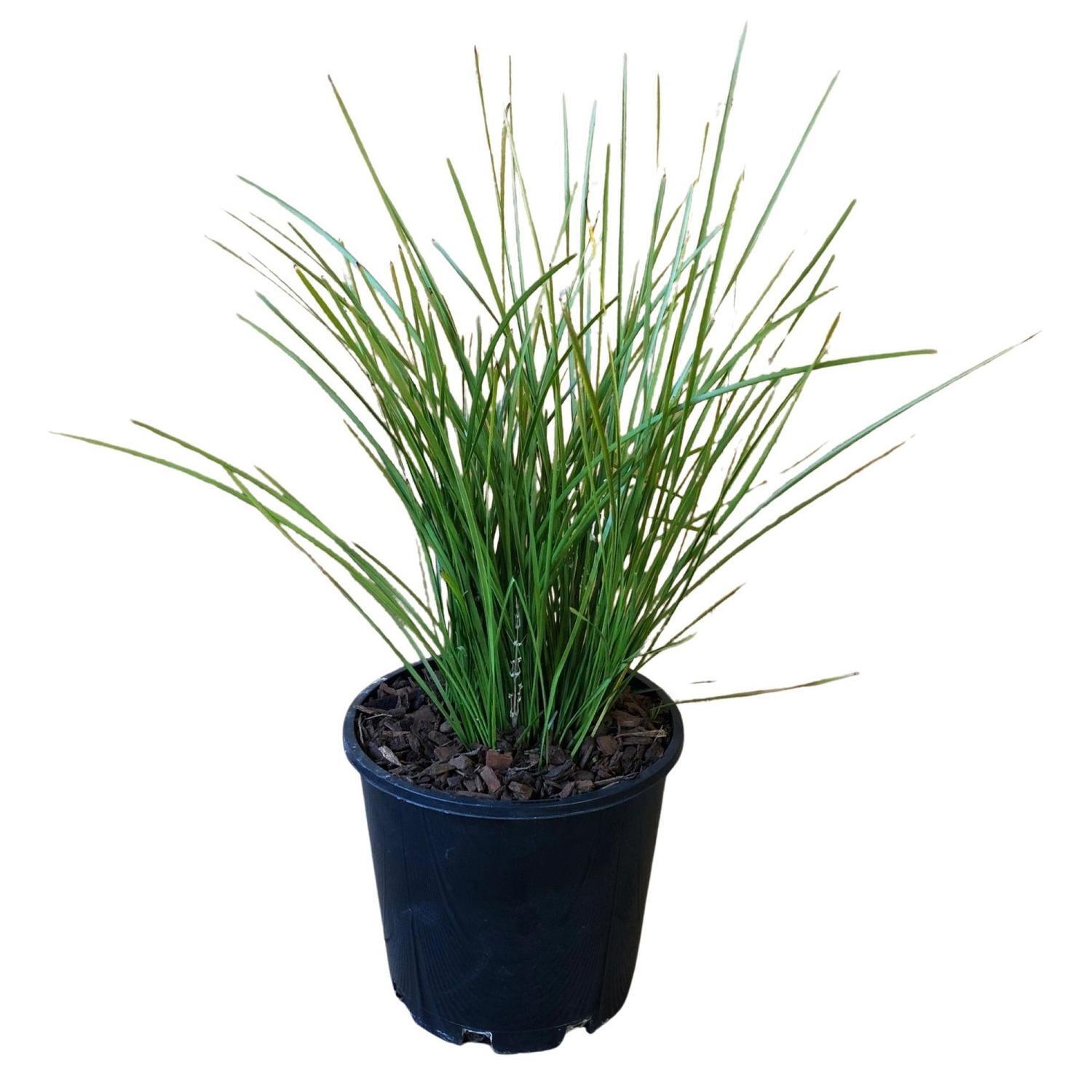 Lomandra Tanika 4.5 litre Green