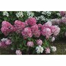 Hydrangea 2.4 litre Diamond Rouge