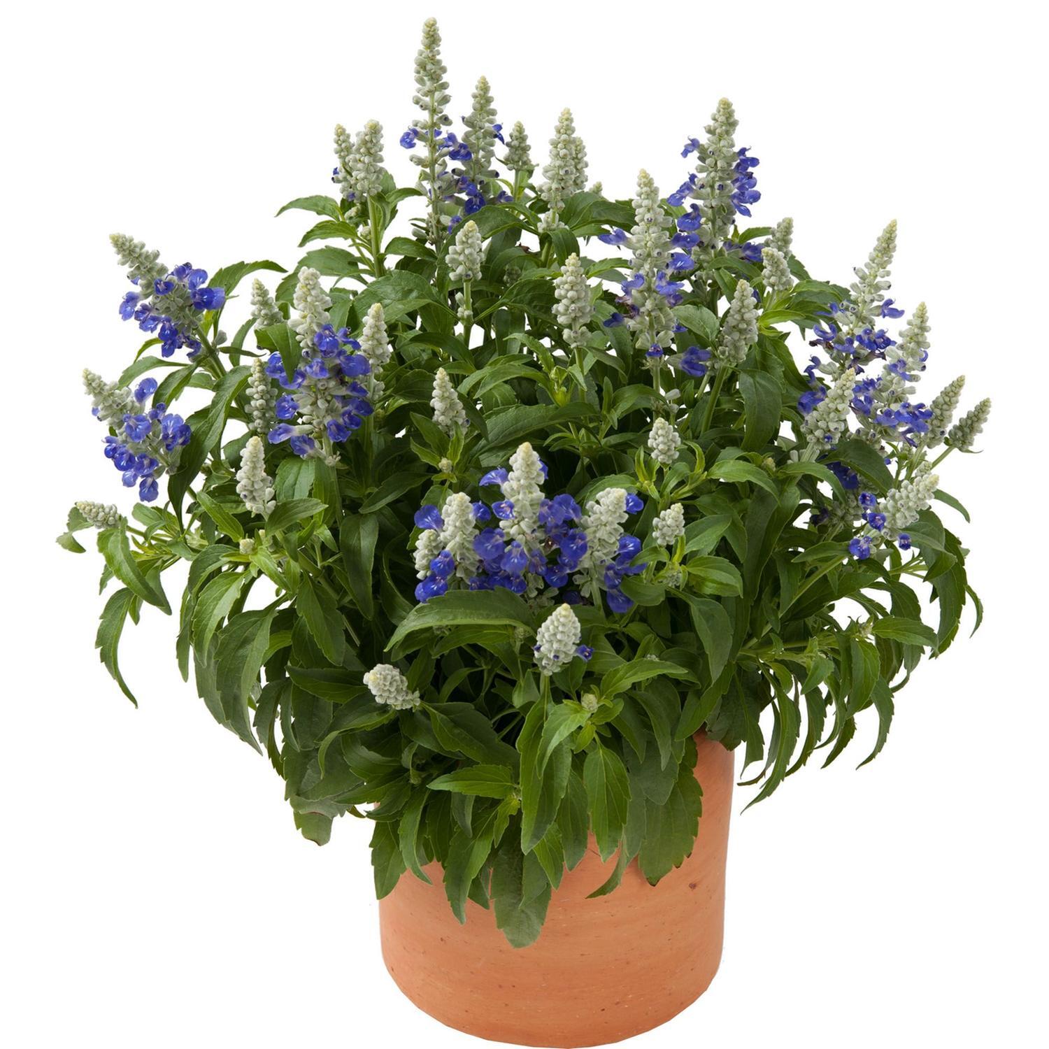 Salvia Sallyfun Bicolour Beauty