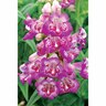 Penstemon Boysenberry Taffy
