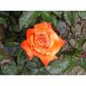 Rose Bush Remember Me 4.7 litre