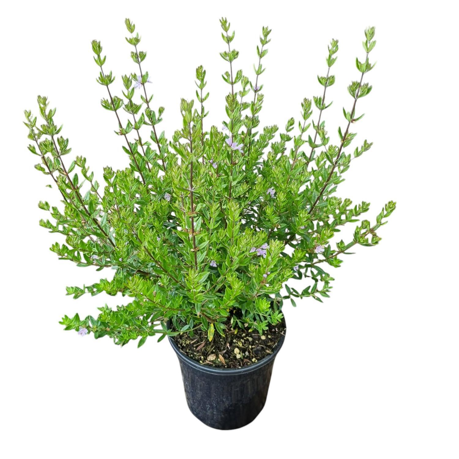 Westringia Aussie Box 4L