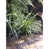 Astelia chathamica Silver Spear 2.5 litre
