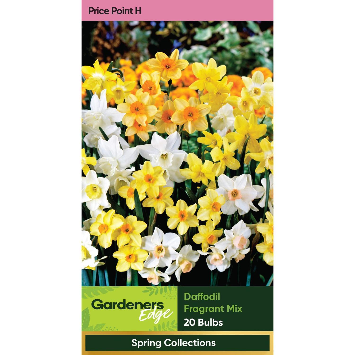 Daffodil Fragrant Mix