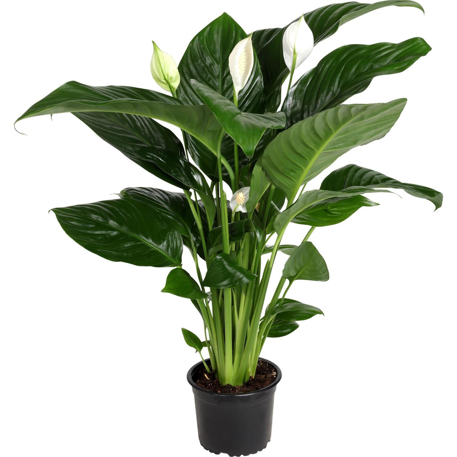 Spathiphyllum 'Peace Lily' Catalina 14cm