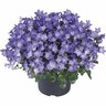 Spring Bell Campanula