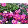 Federation  Daisy Double Act