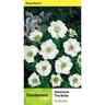 Anemone Single 'The Bride'