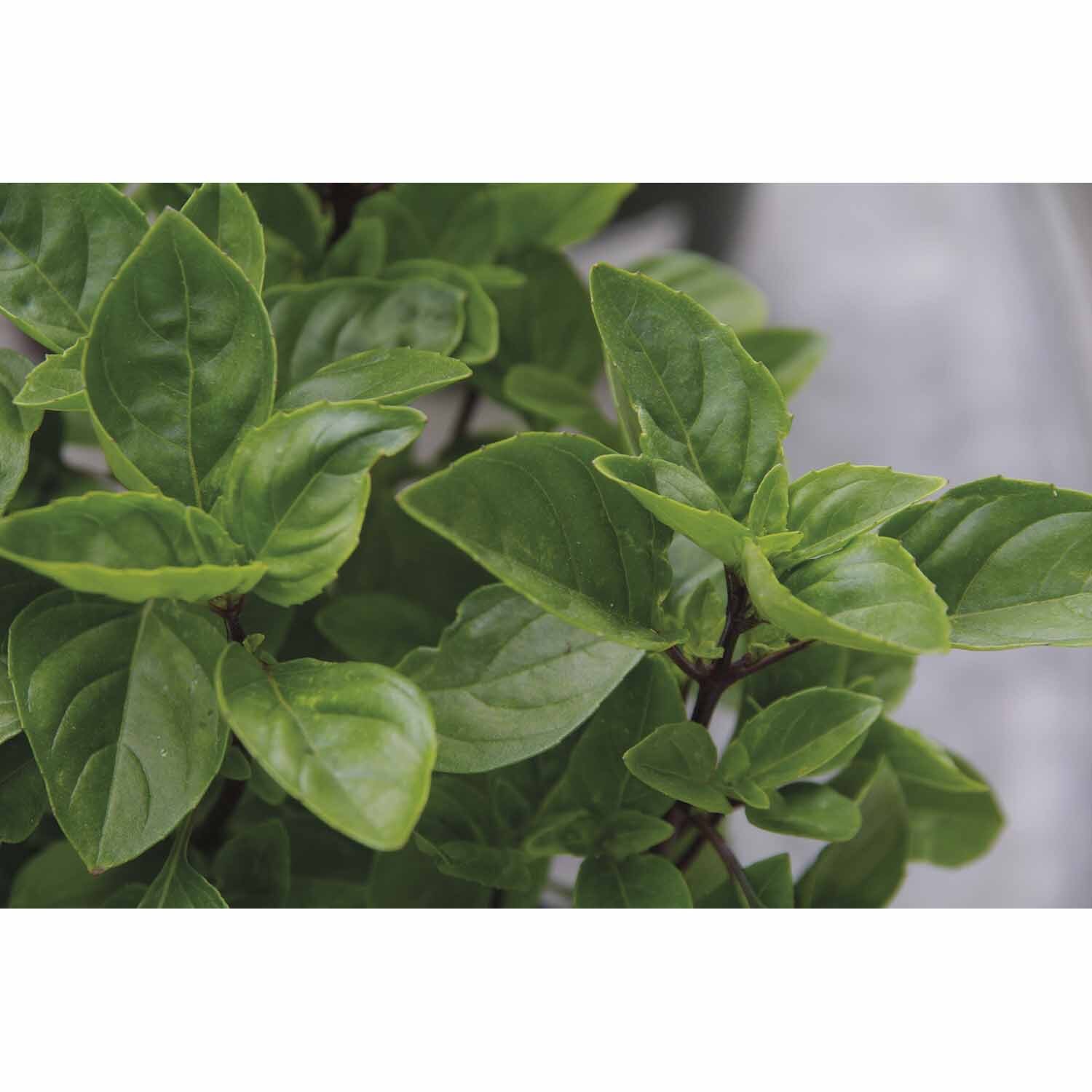 Amazel Basil