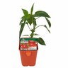 Capsicum Spoetnik Baby Bell