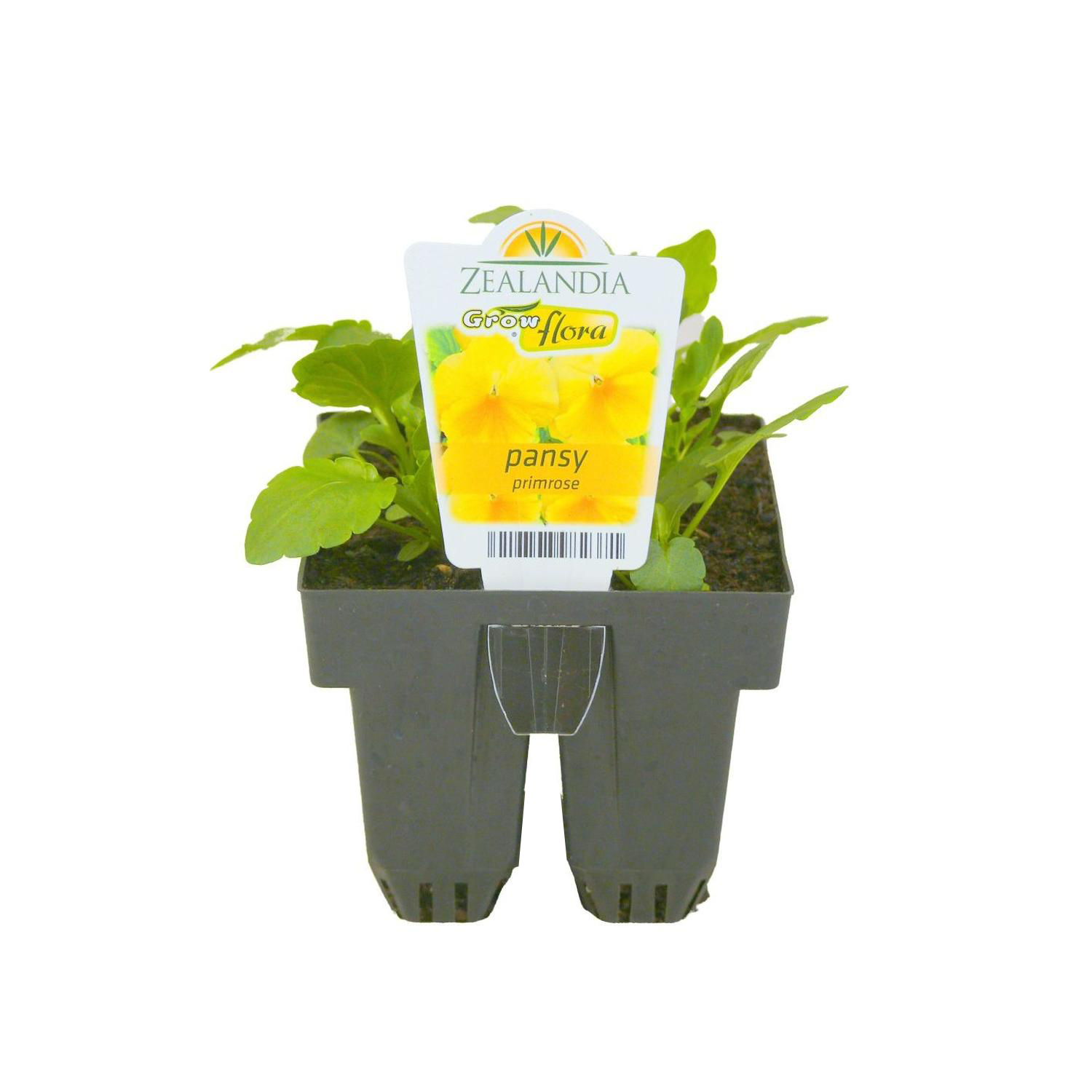 Pansy Delta