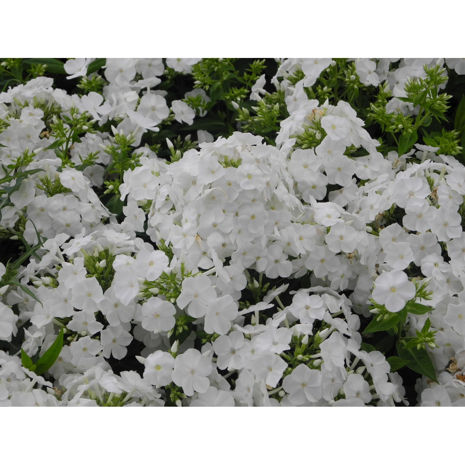 Phlox Volcano White