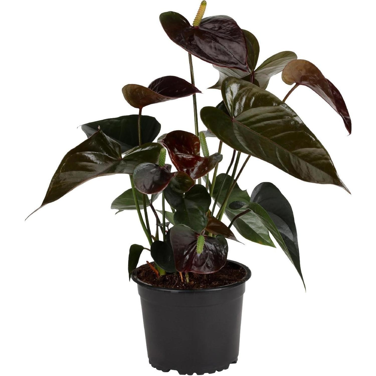 Anthurium Paris Black