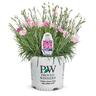 Dianthus Sweetie Pie