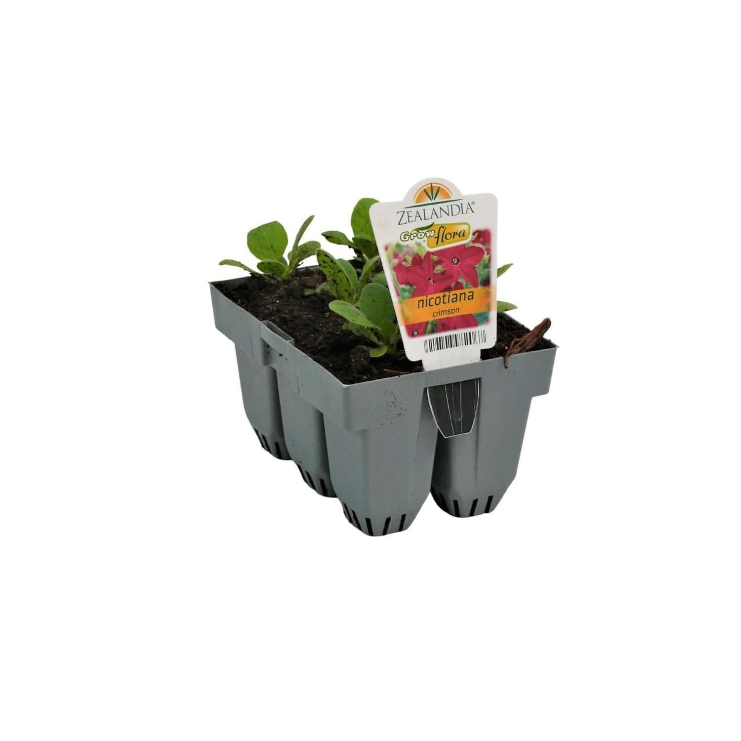 Nicotiana