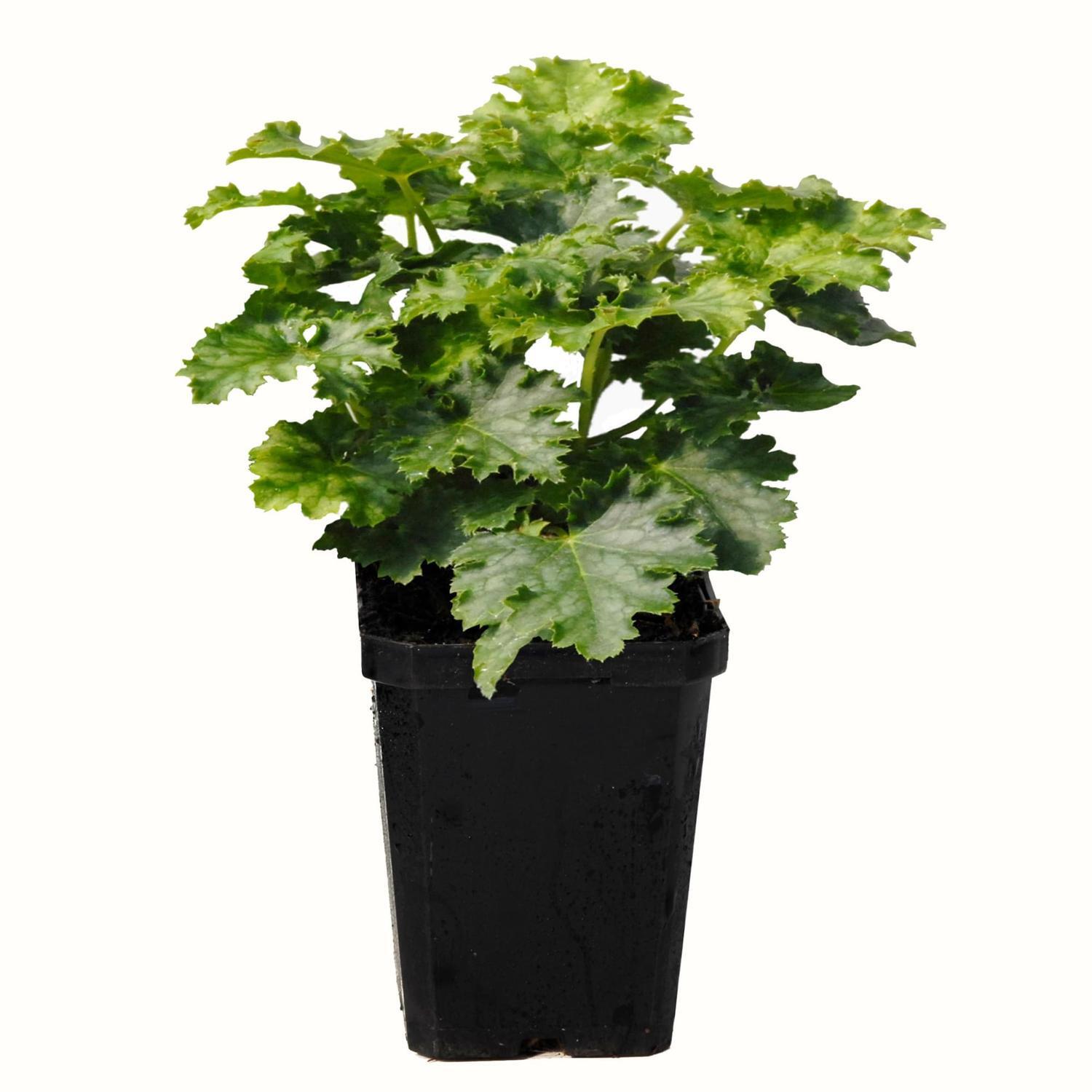Heuchera Apple Crisp