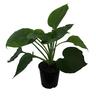 Hosta Empress Wu