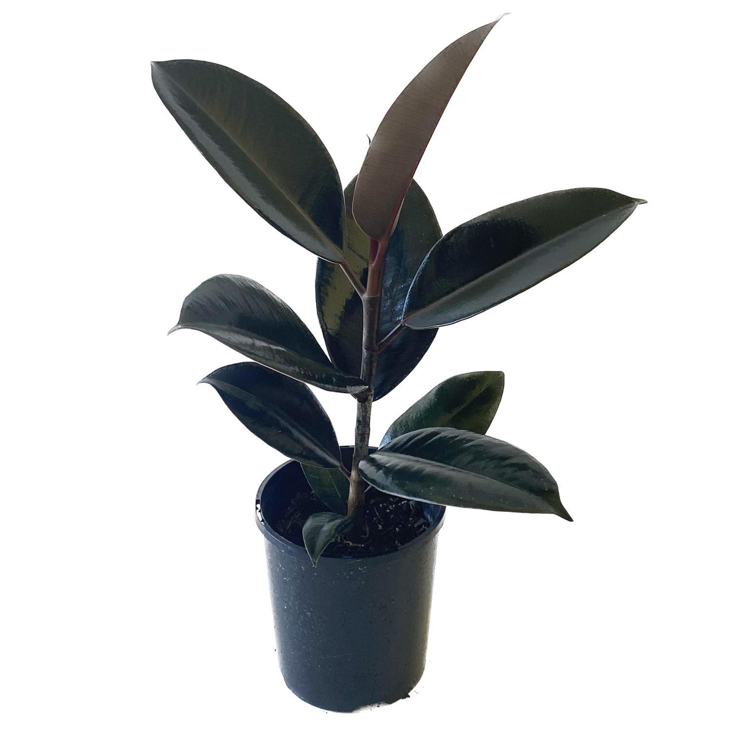 Ficus Black Knight 12cm