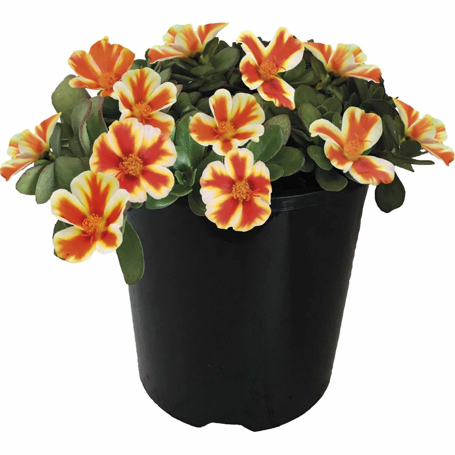 Portulaca ColourBlast Mango Mojito