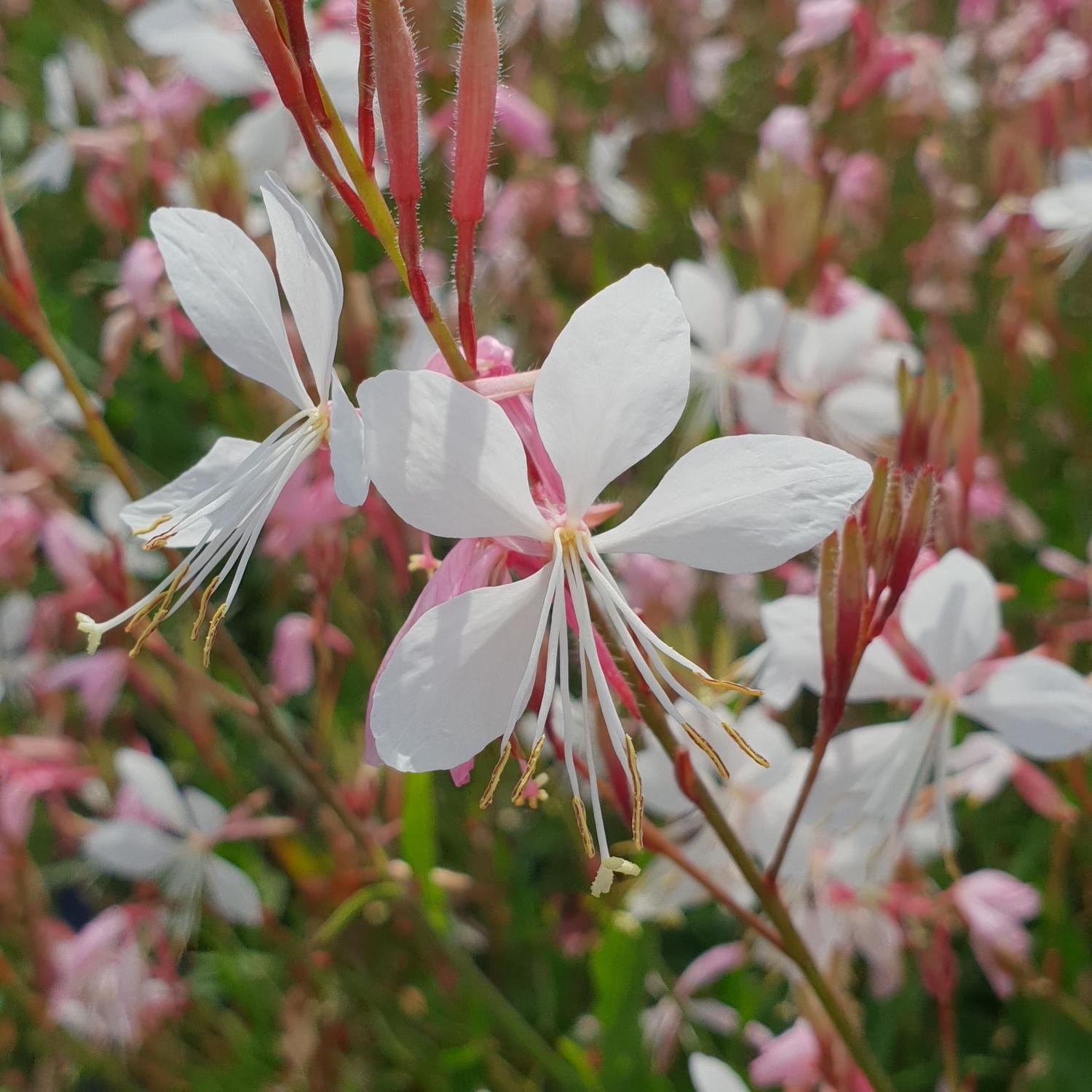 Gaura Whirling Butterflies