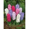 Hyacinth 'Mixed"