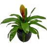 Bromeliad in Ceramic Pot