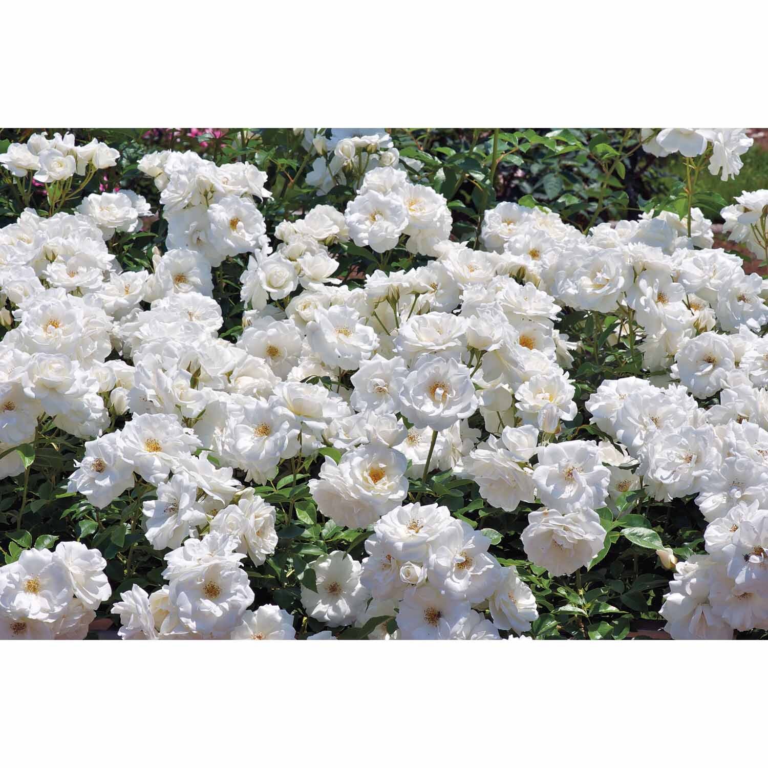 Rose Climbing Floribunda ‘Iceberg’