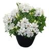Alstroemeria Magic White 2.5 litre White