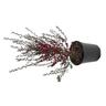 Leptospermum Wiri Joan