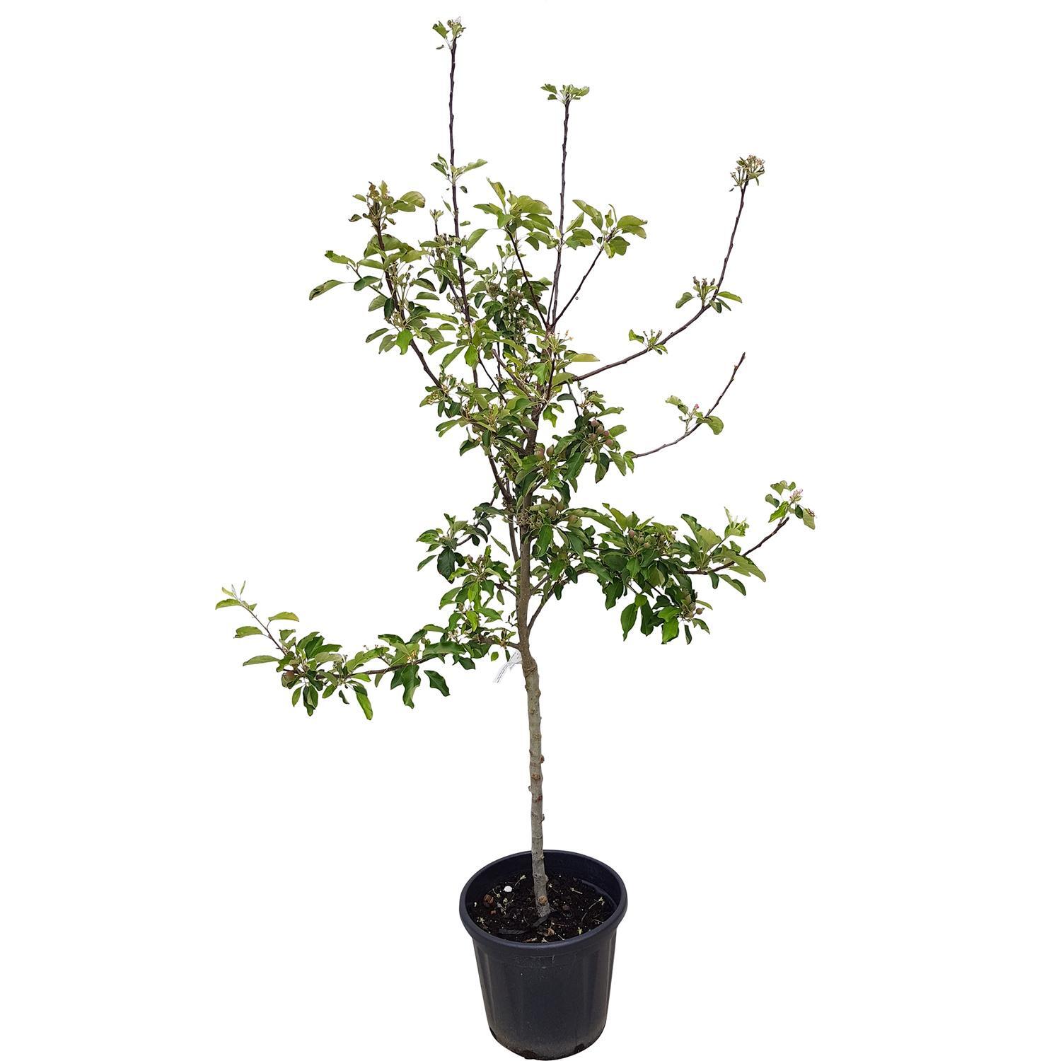 Assorting Fruiting Apple Trees
