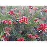 Grevillea Fireworks