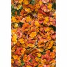 Nemesia Blood Orange