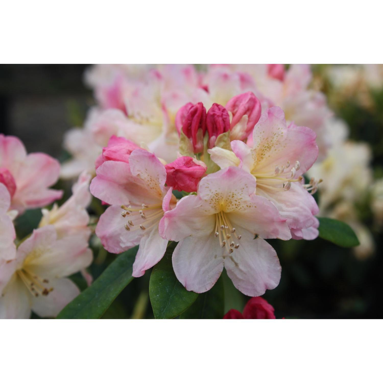 Rhododendron Percy Wiseman