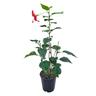 Hibiscus Psyche 3.3L
