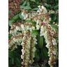 Pieris Mountain Fire