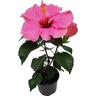 Flowering Hibiscus