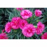 Dianthus Slap N Tickle