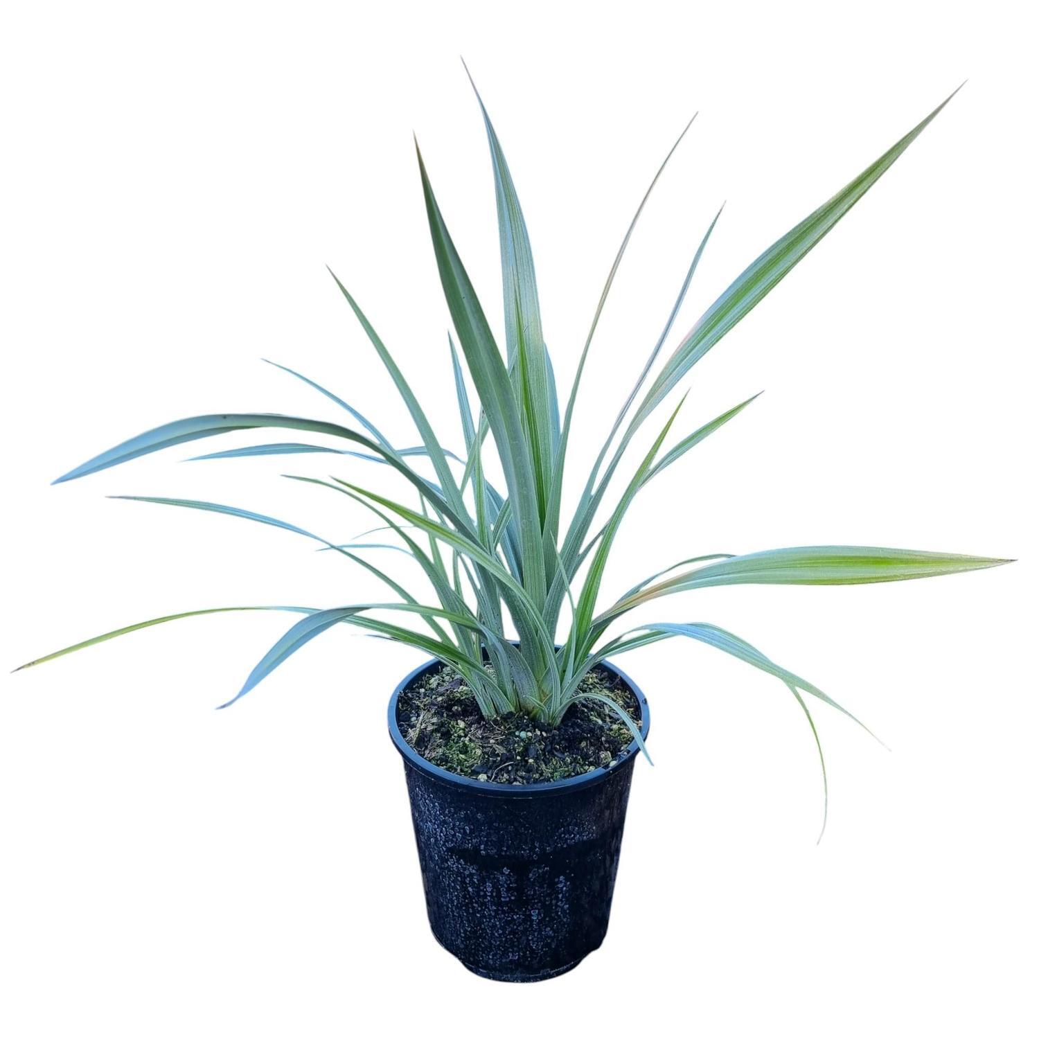 Astelia Chathamica 3.3L