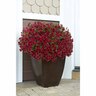Calibrachoa Pomegranate Punch