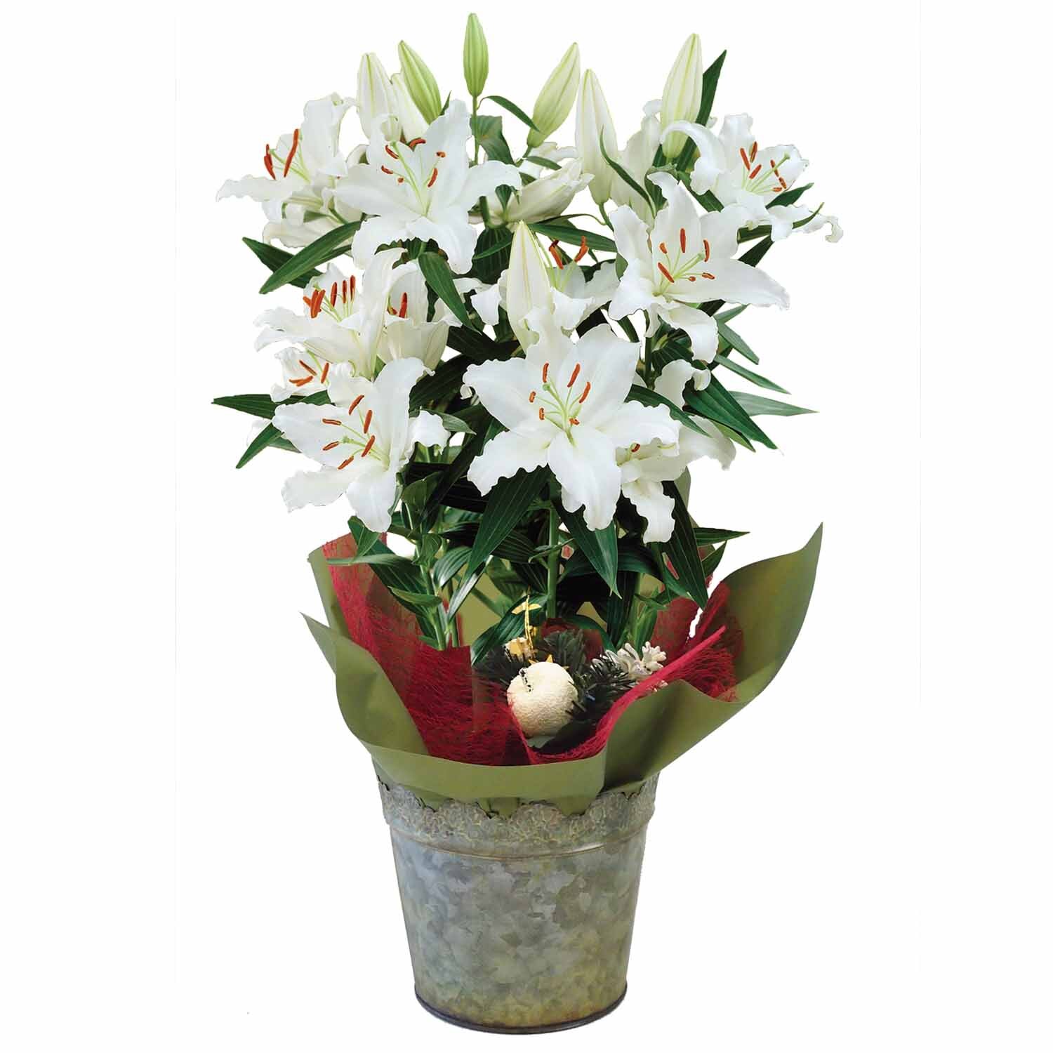 Oriental Lily Rodolfa Gift Wrapped